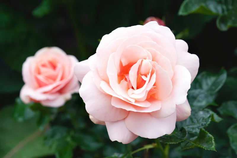 Modern buskros 'Aphrodite' 5-pack barrot