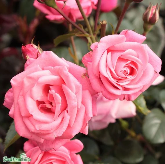 Floribundaros 'Bella Rosa' 1-pack barrot