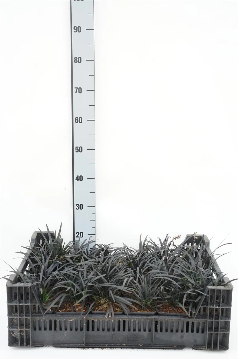 Ophiopogon plan. 'Niger' C2 (2 liters kruka)