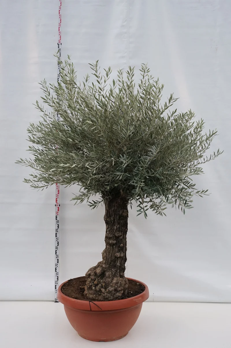 Olea europaea 'Hoji Blanca' - Stam 60/70 cm, Omkrets 80/100 cm, C160 (160 liters kruka)
