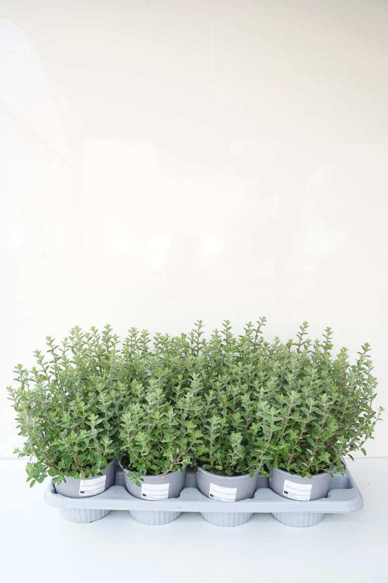 Origanum majorana C1,5 (1,5 liters kruka)