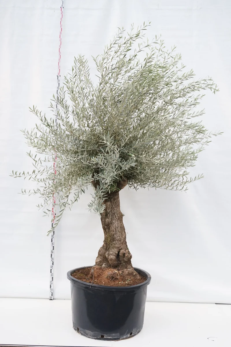 Olea europaea 'Hoji Blanca' 80 cm stam C160 (160 liters kruka)