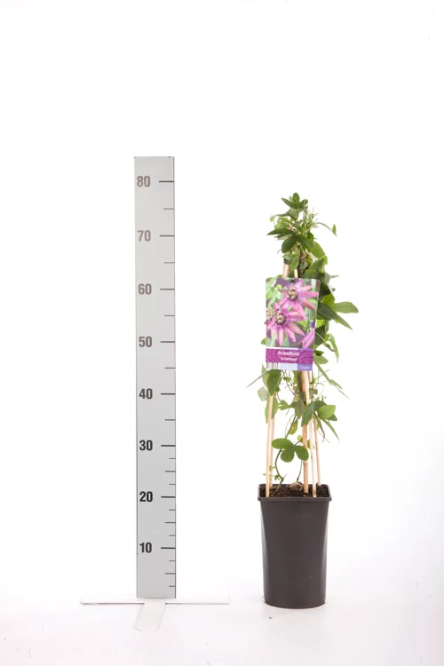 Passiflora 'Amethyst' C2,5 (2,5 liters kruka) 70 cm