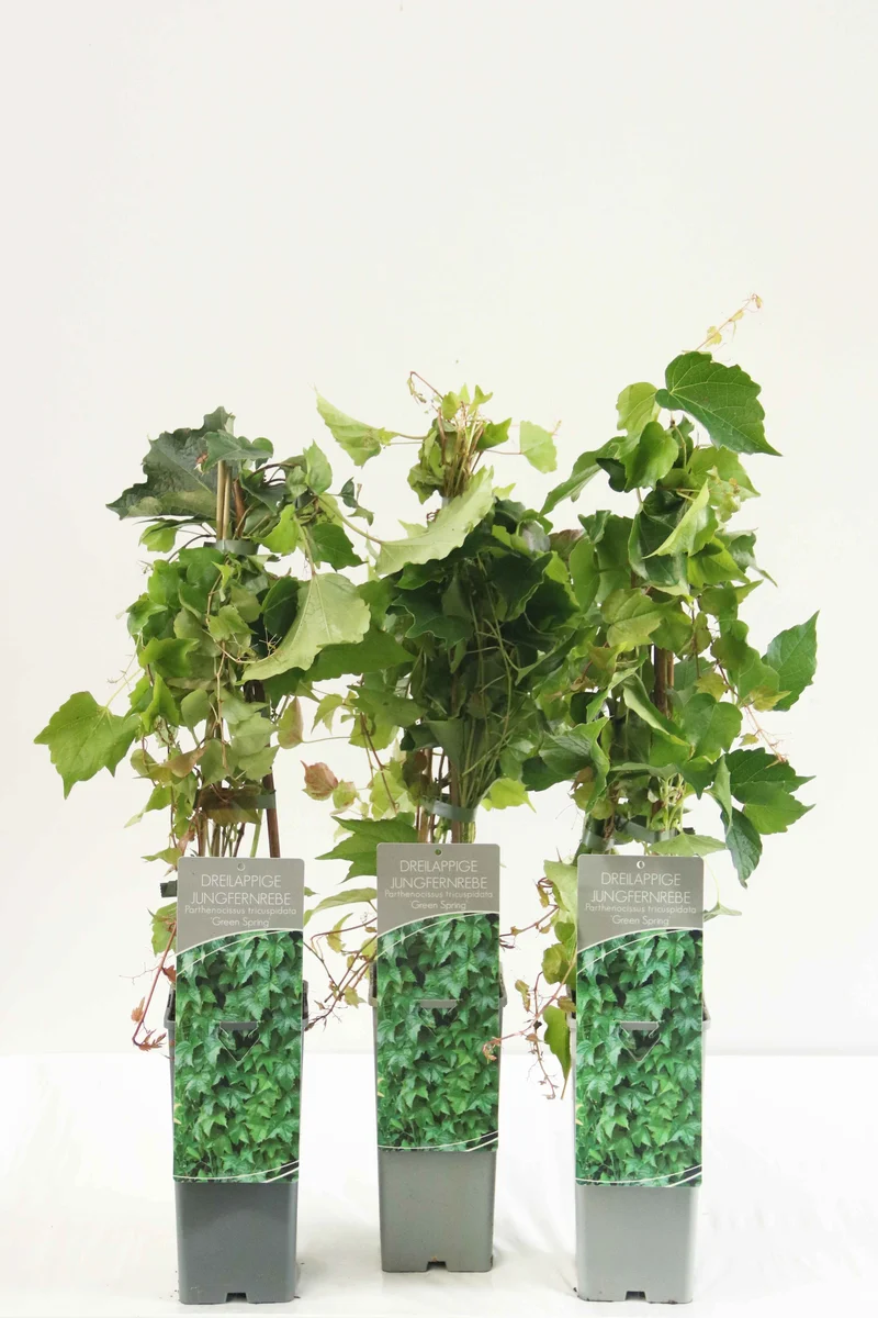 Parthenocissus tr. 'Green Spring' C2 (2 liters kruka) 40-60 cm 3 käppar