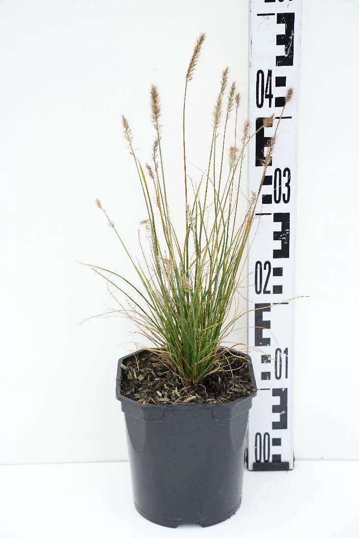 Panicum virgatum 'Rehbraun' C2 (2 liters kruka)