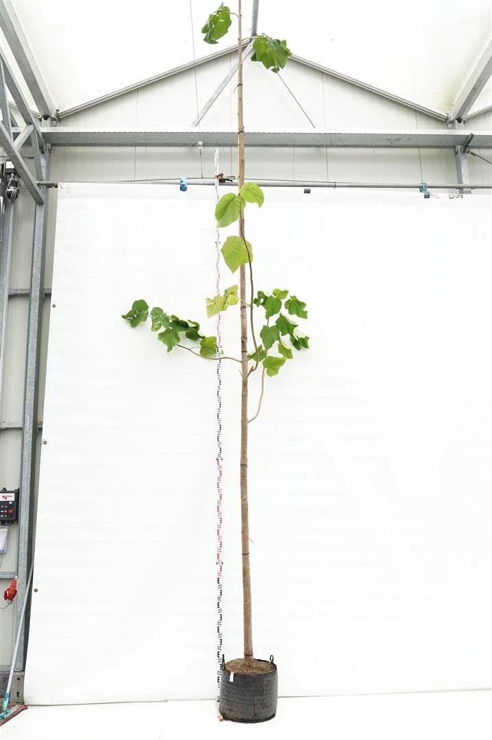 Paulownia tomentosa C20 (20 liters kruka) 150-200 cm