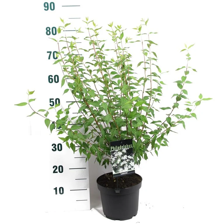 Philadelphus 'Lemoinei' C3 (3 liters kruka) 50-60 cm