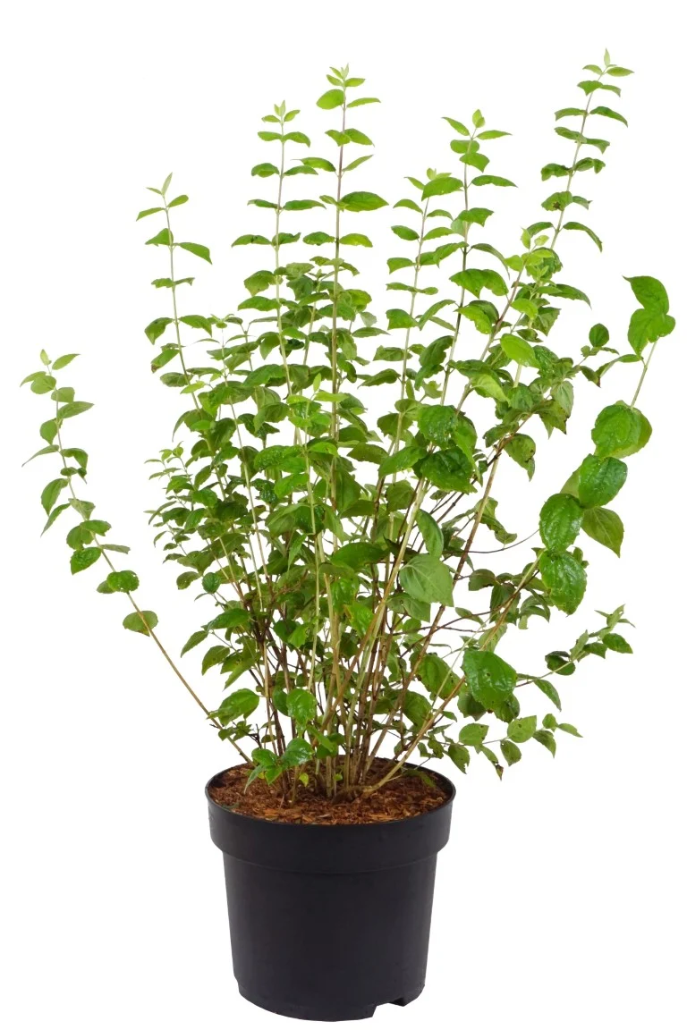 Philadelphus 'Minnesota Snowflake' C10 (10 liters kruka) 80-100 cm