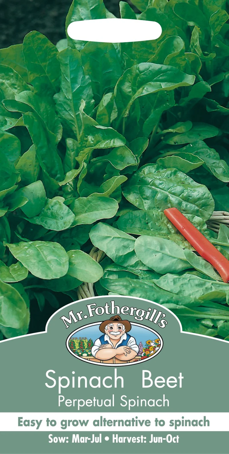 Mangold 'Perpetual Spinach'
