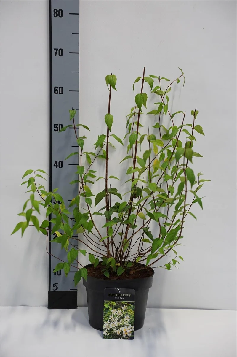 Philadelphus 'Mont Blanc' C3 (3 liters kruka) 40-50 cm