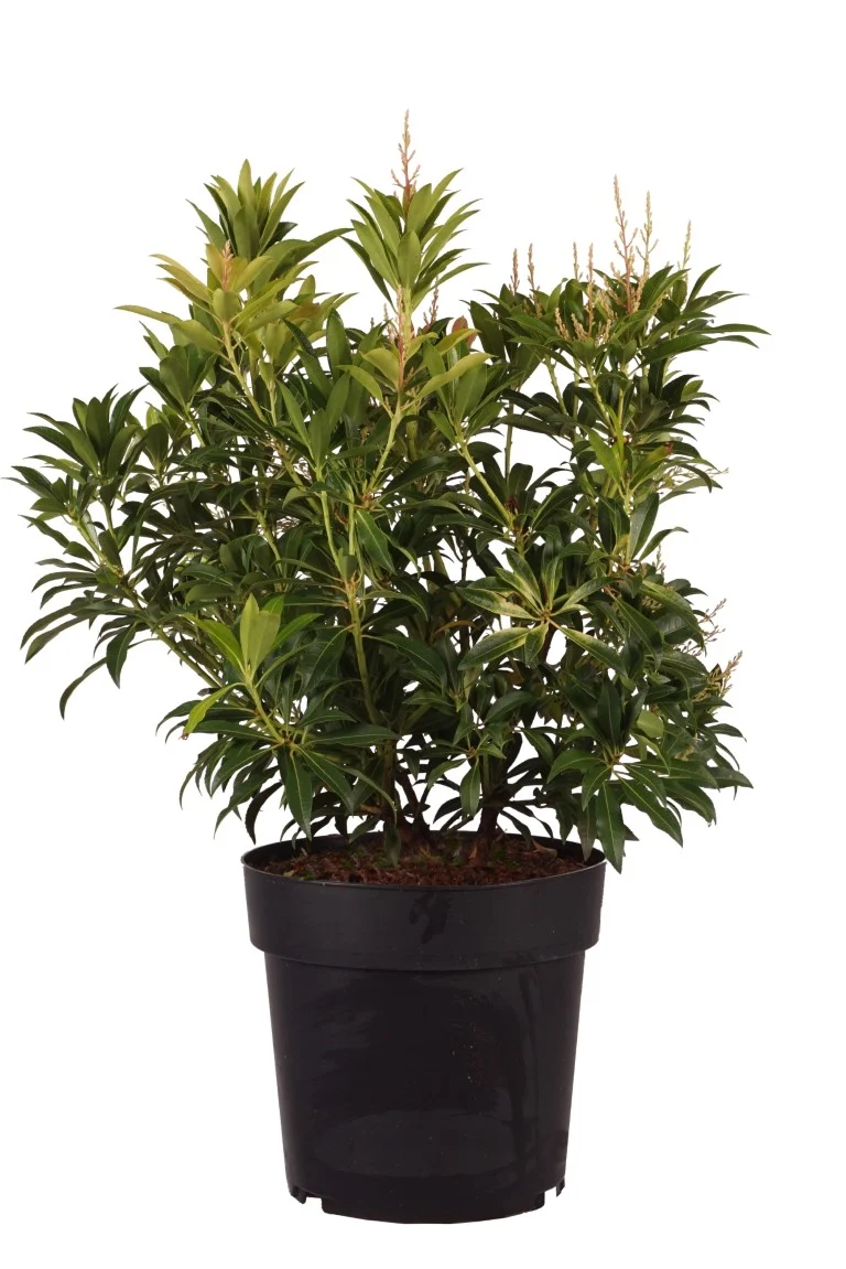 Pieris 'Forest Flame' C2 (2 liters kruka) 20-25 cm