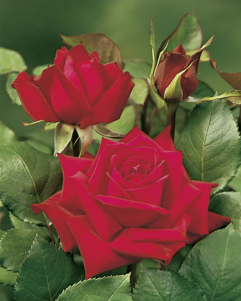 Tehybridros 'Burgund 81' 1-pack barrot