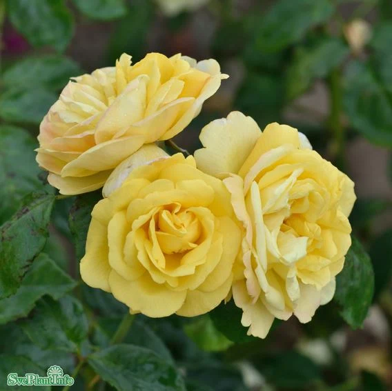Floribundaros 'Chinatown' 1-pack barrot