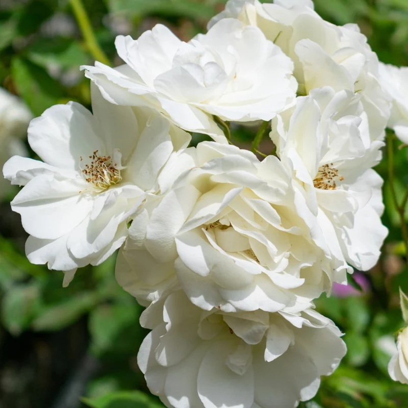 Floribundaros 'Iceberg Climbing ' 5-pack barrot