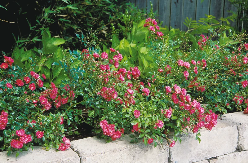 Polyantharos 'Fairy Dance' 1-pack barrot