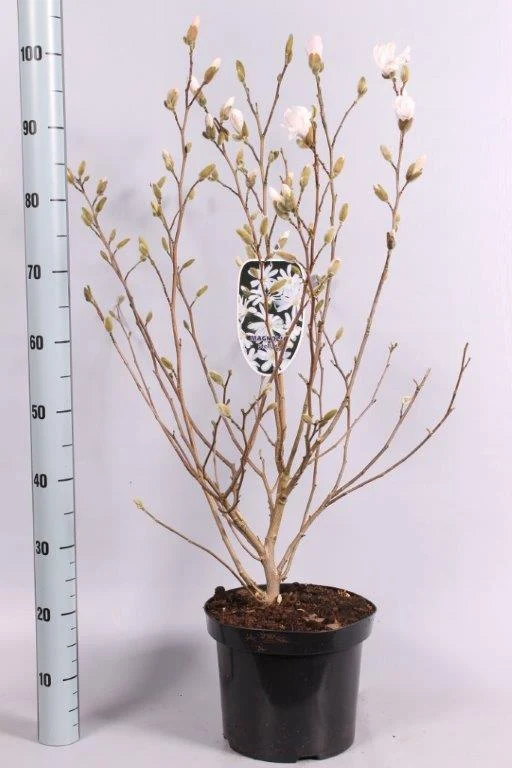 Magnolia 'Susan' C3 (3 liters kruka) 40-50 cm