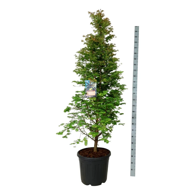 Metasequoia glypt. 'Daw.Tawny Fleece' C55 (55 liters kruka) 150-175 cm Extra