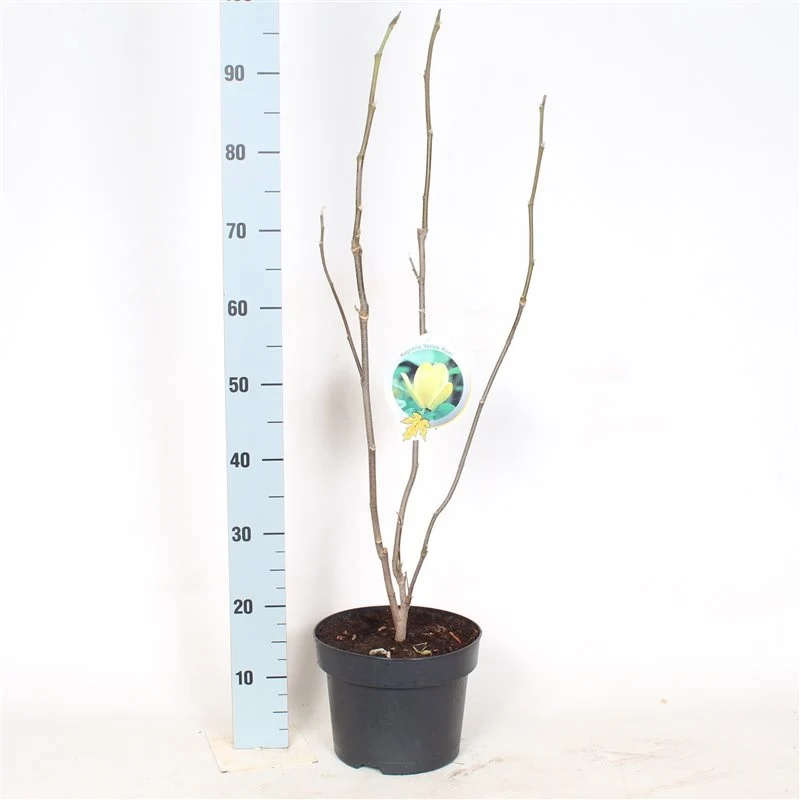 Magnolia 'Yellow River' stamträd 14-16 cm, trådkorg