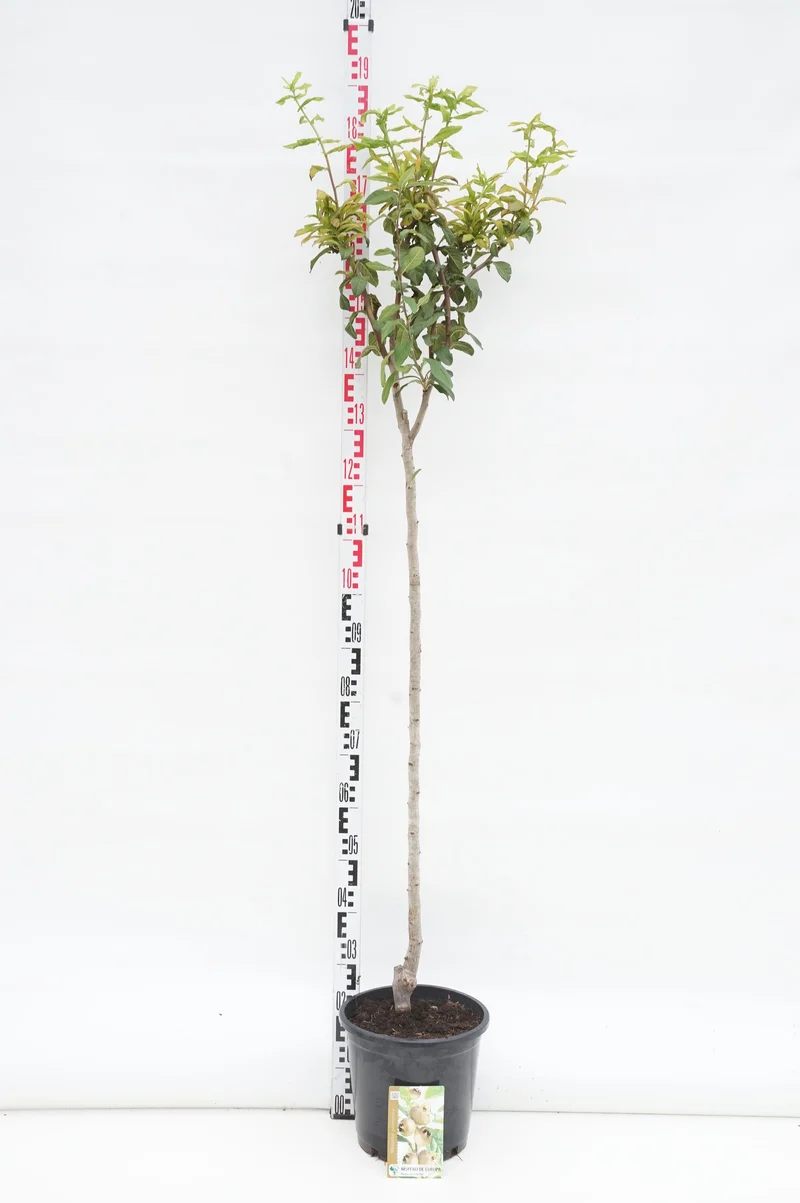Mespilus germanica 150-175 cm rotklump
