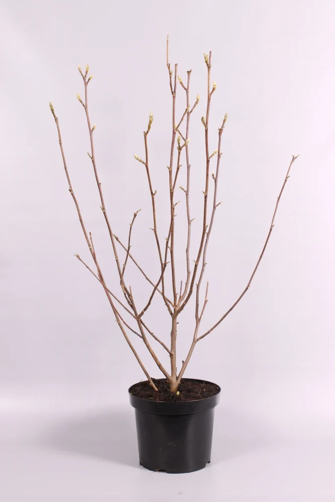 Magnolia soul. 'Superba' C7,5 (7,5 liters kruka) 80-100 cm