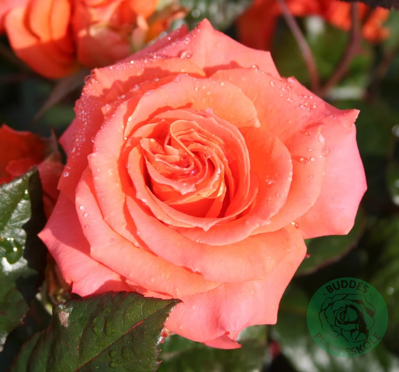 Tehybridros 'Dronning Ingrid' 10-pack barrot