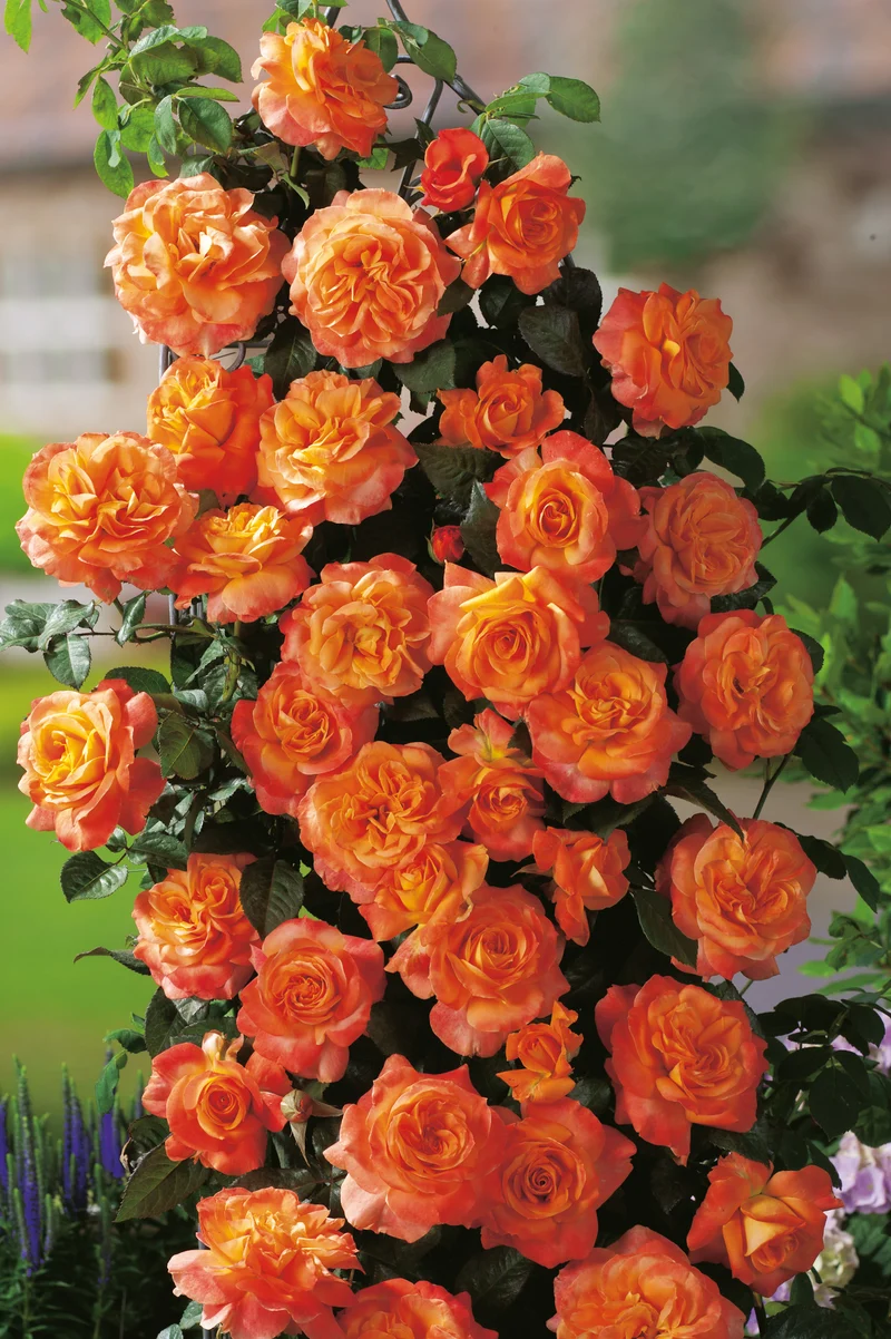 Tehybridros 'Flora Danica' 1-pack barrot