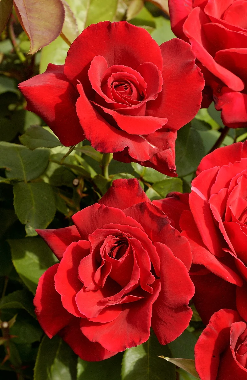 Tehybridros 'Erotika' 1-pack barrot
