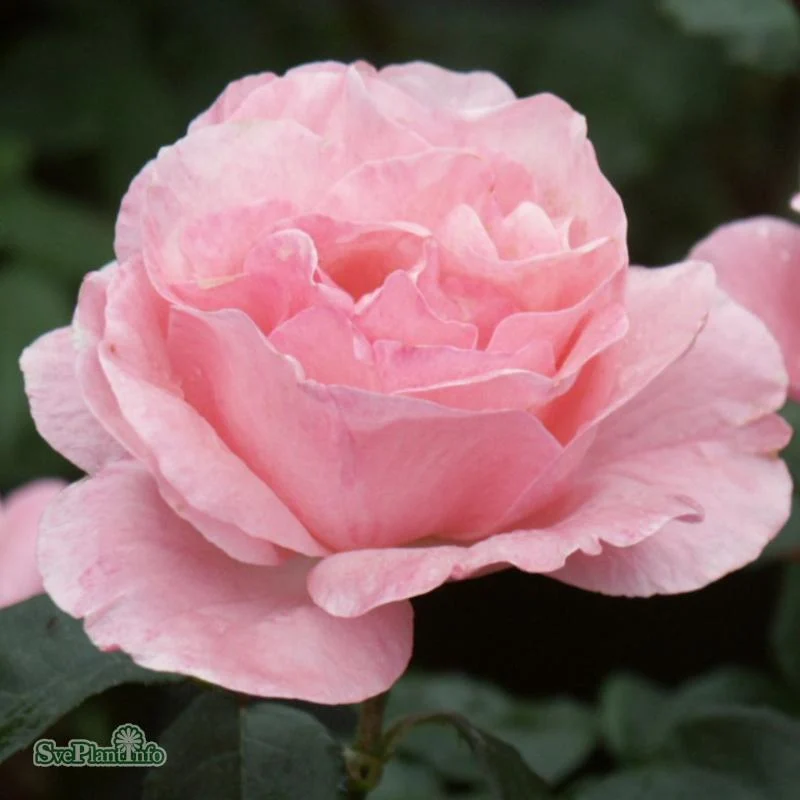 Storblommig Ros 'Queen Elisabeth' 1-pack barrotad