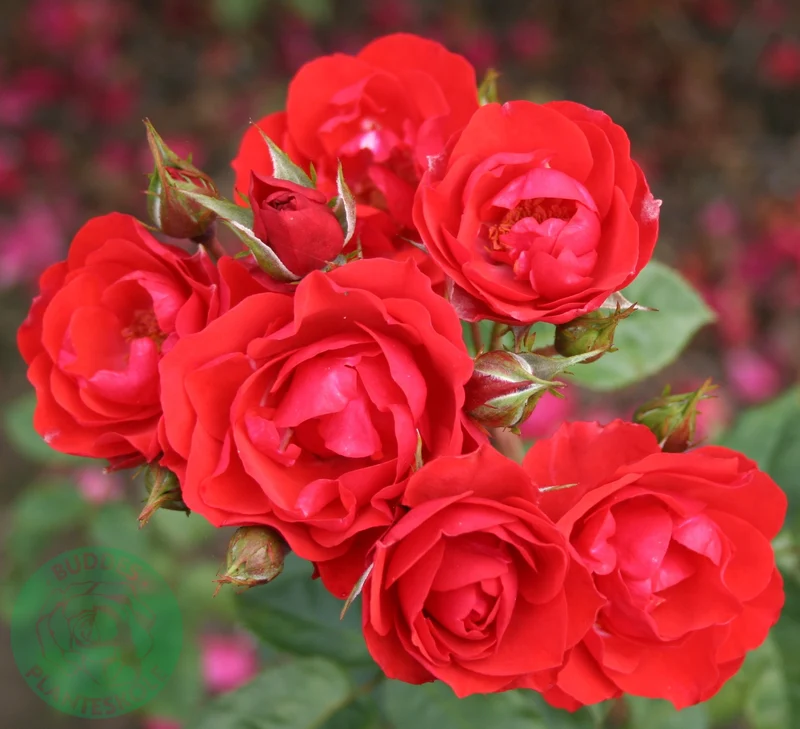 Floribundaros 'Allotria' 5-pack barrot