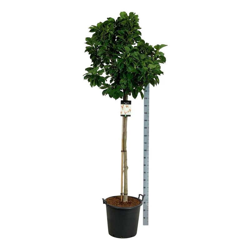Magnolia 'Sunrise' 50 cm stam C9 (9 liters kruka)