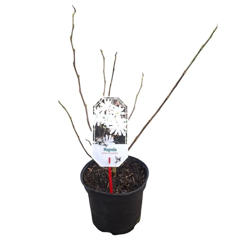 Magnolia stellata 'Royal Star' C3 (3 liters kruka) 40-50 cm