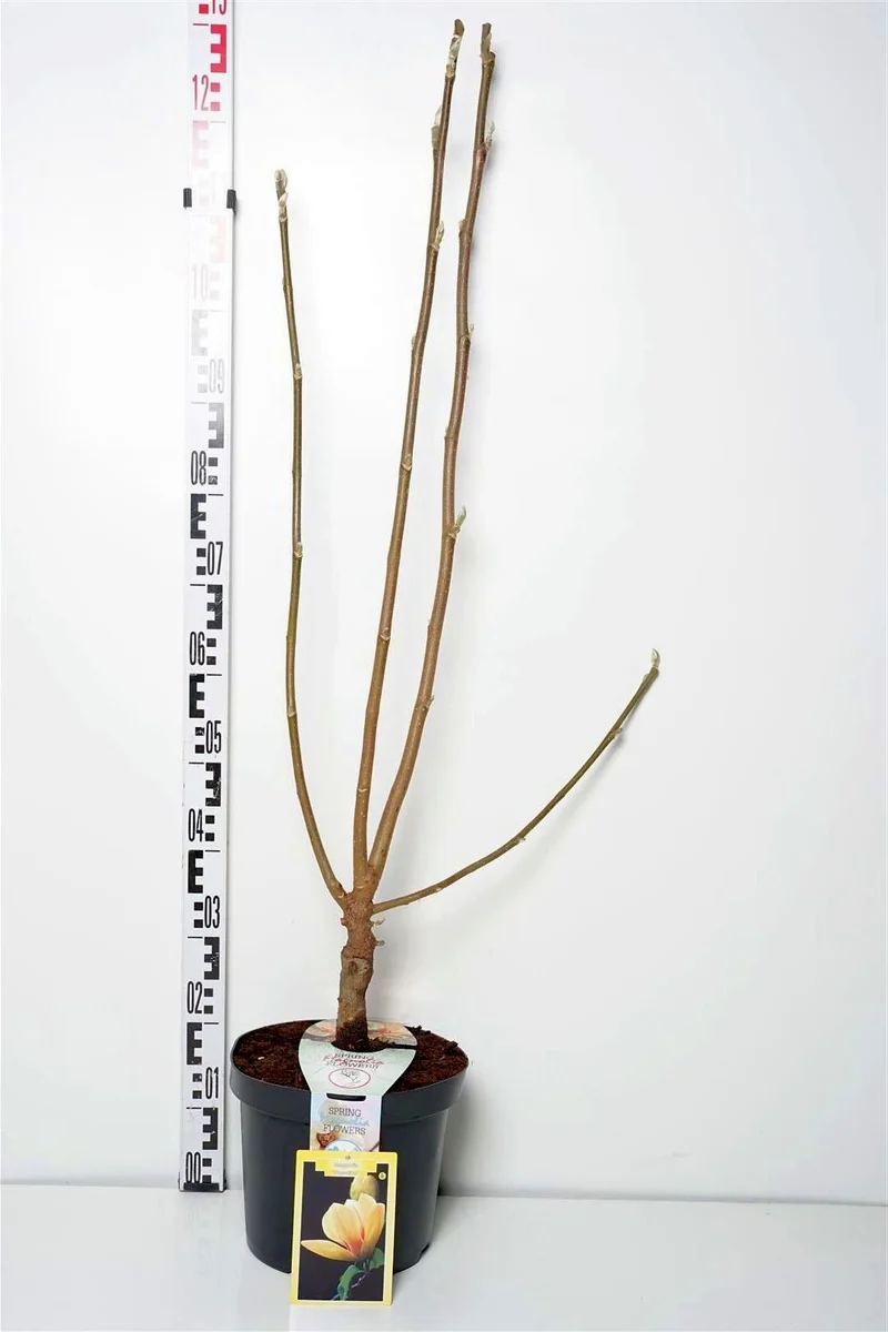 Magnolia 'Sunsation' stam 14-16 cm C50 (50 liters kruka)