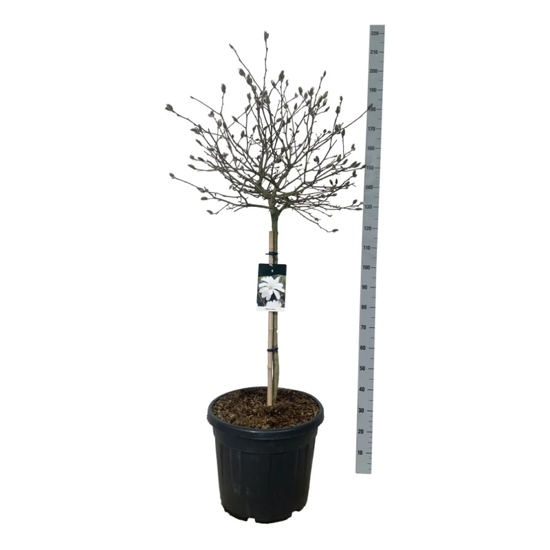 Magnolia stellata 90 cm stam C15 (15 liters kruka)