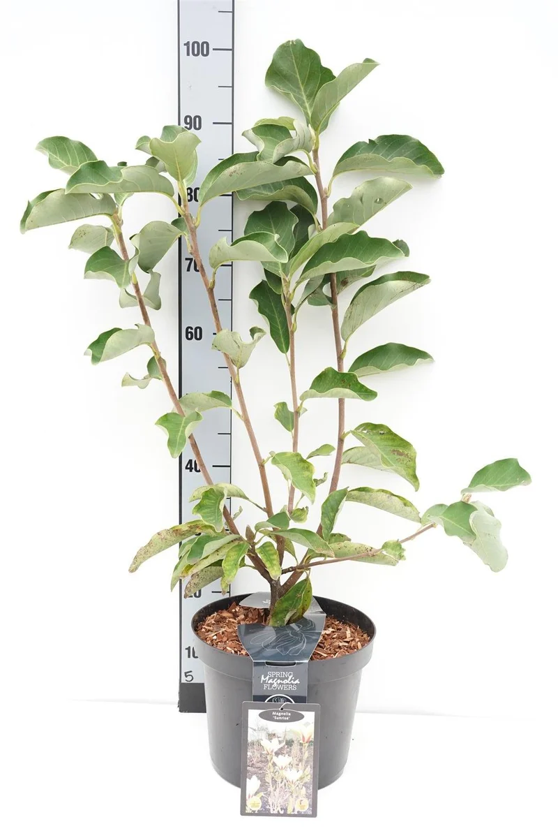 Magnolia 'Sunrise' C7,5 (7,5 liters kruka) 80+ cm