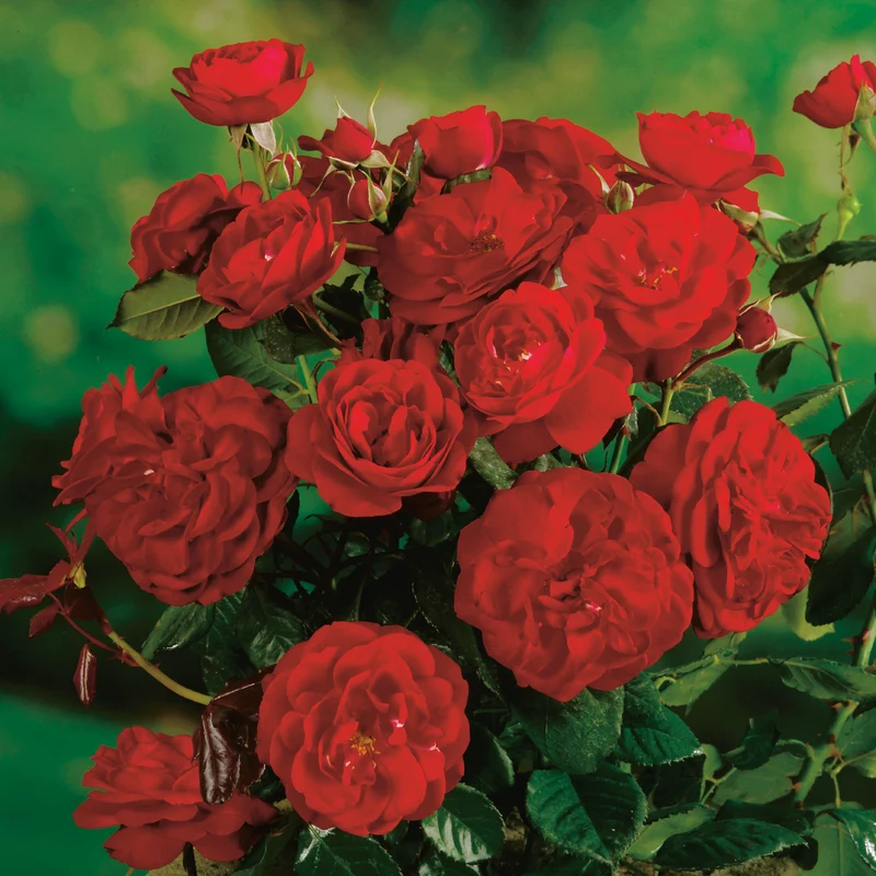 Floribundaros 'Carl Philip' 5-pack barrot