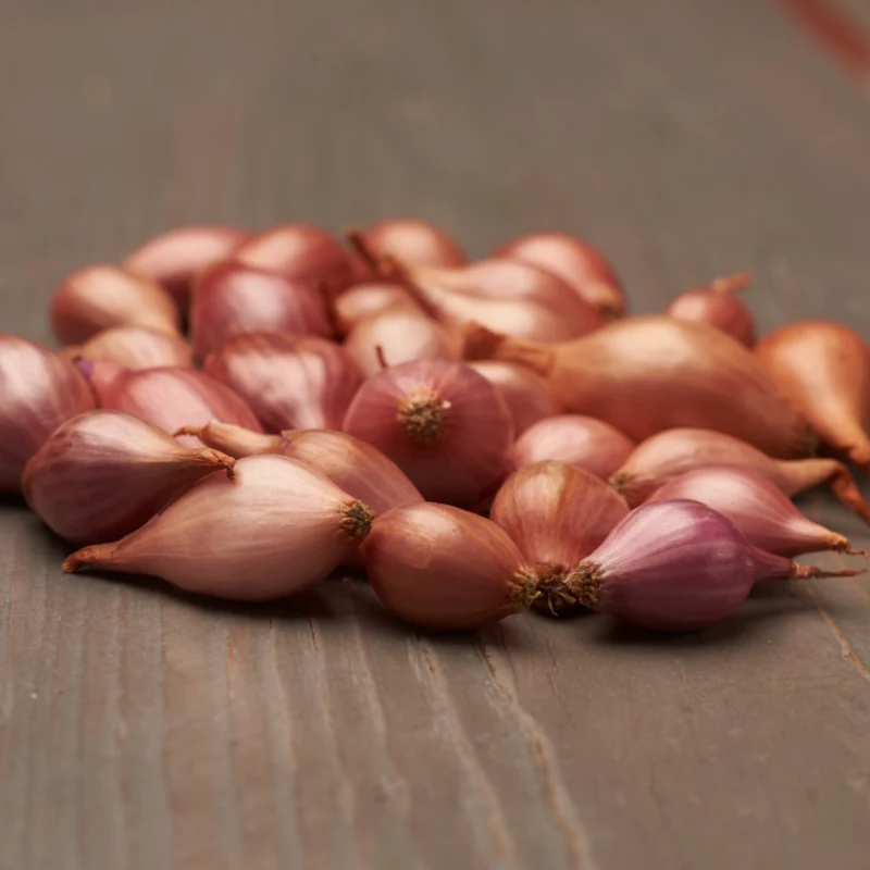 Sättlök Rosa 'Rosanna' 250g