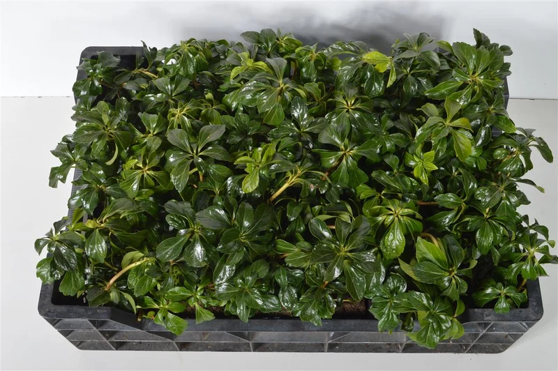 Pachysandra terminalis 'Green Sheen' 9 cm kruka