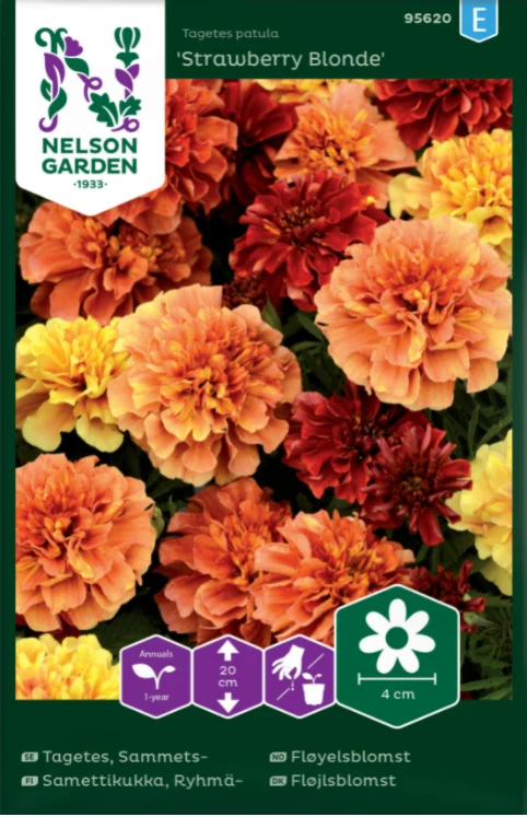 Sammetstagetes 'Strawberry Blond'