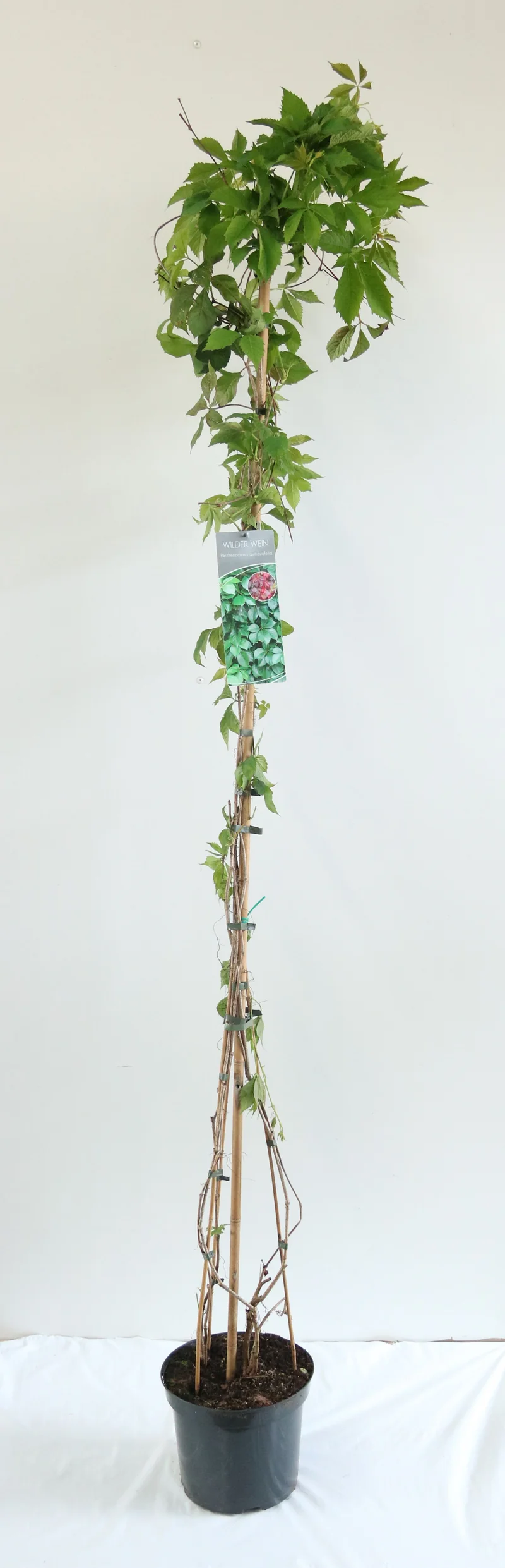 Parthenocissus quinquefolia C7,5 (7,5 liters kruka) 150-200 cm