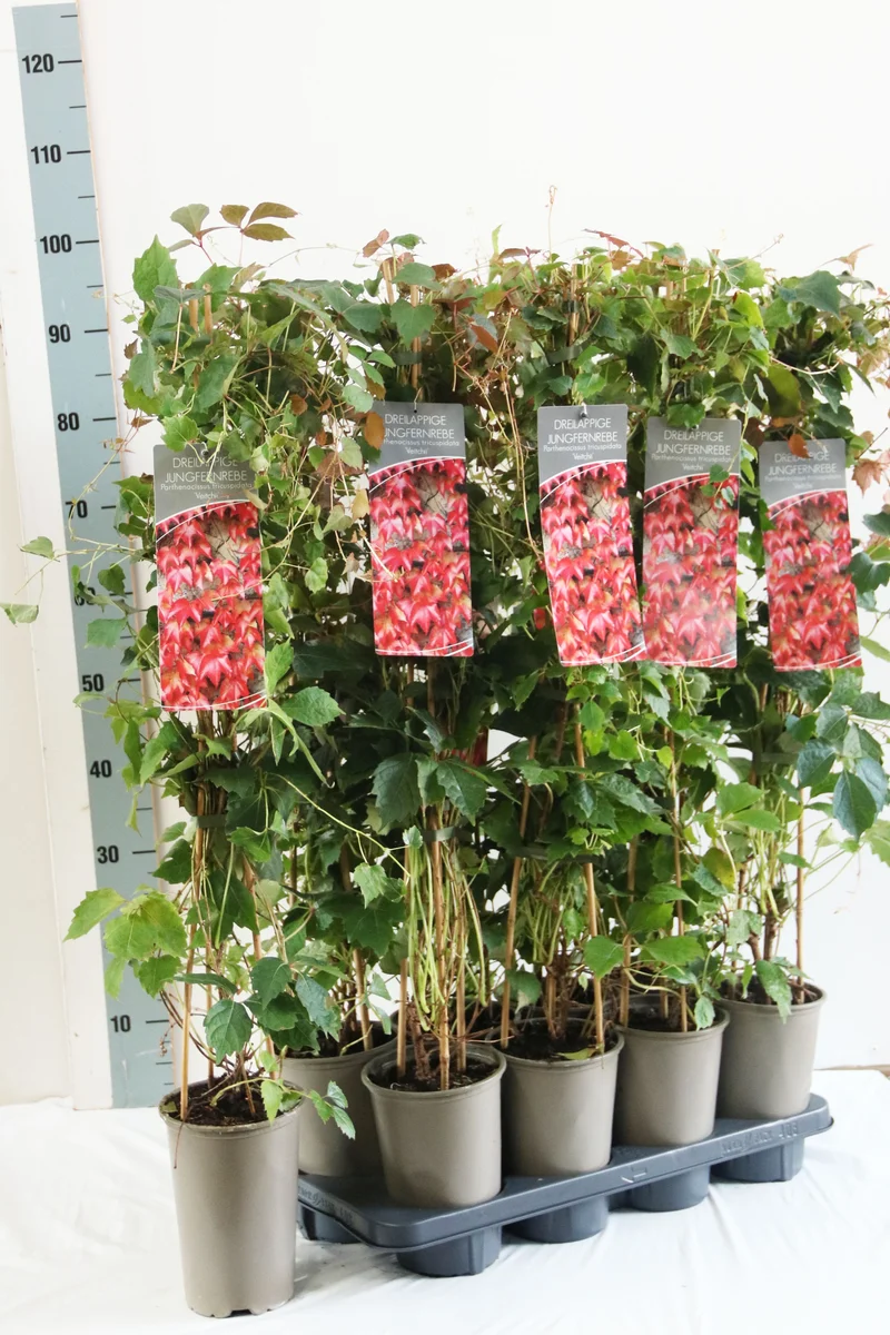 Parthenocissus tr. 'Veitchii' 60-100 cm, 17 cm kruka (3 käppar)