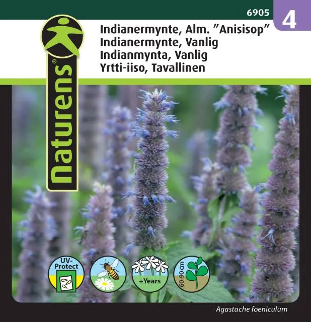 Anisisop Indianmynta