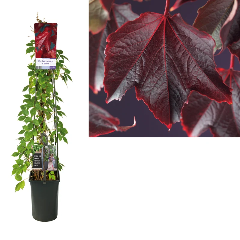 Parthenocissus tr. 'Veitchii' 120 cm C5 (5 liters kruka) - 4-pack