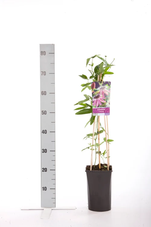 Passiflora 'Victoria' C2,5 (2,5 liters kruka) 70 cm