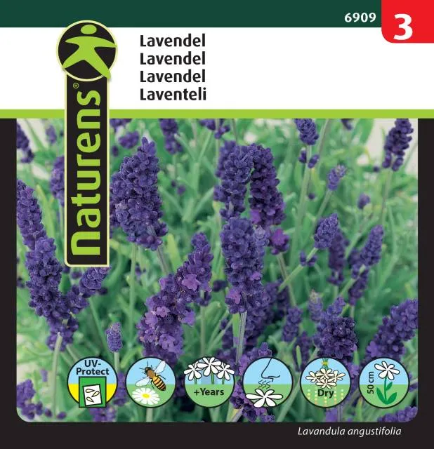 Lavendel