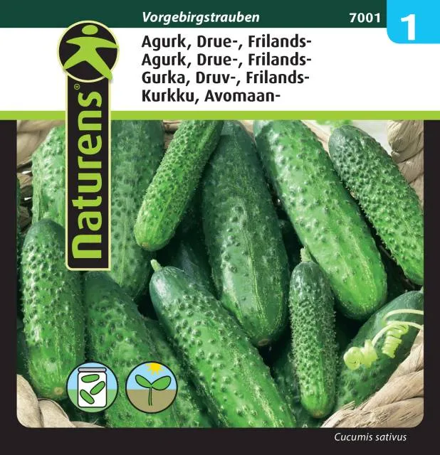 Frilandsgurka 'Vorgebirgstrauben'