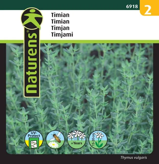 Timjan