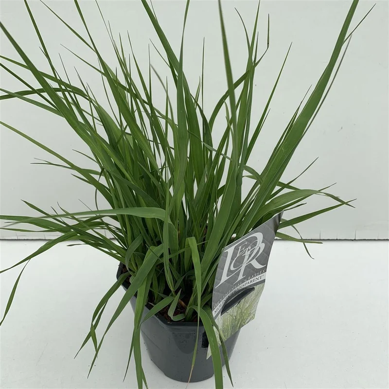 Molinia arundinacea 'Transparent' C2 (2 liters kruka)