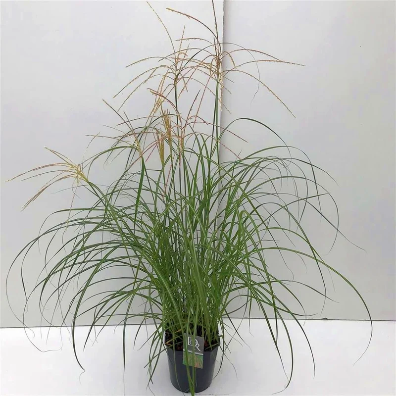 Miscanthus sin. 'Flamingo' C5 (5 liters kruka)
