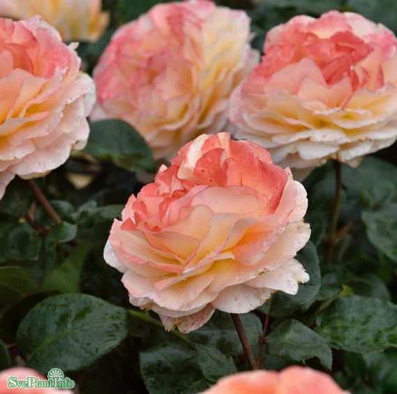 Tehybridros 'Bitten Clausen' 5-pack barrot