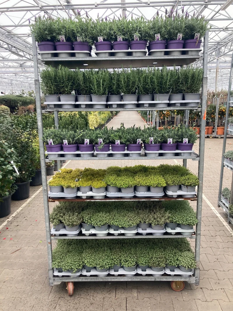 Mix Lavandula/Thymus/Rosmarinus C1,5 (1,5 liters kruka) Italienska örter